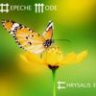 Chrysalis 03 (2020)